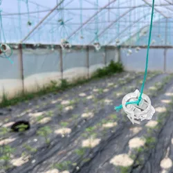 CLIPSURI PALISARE TOMATE ALBE SAU SET CU ATA PALISAT
